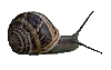 ślimak animowane-obrazy-gif